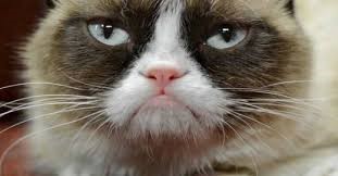 cat-khj.jpg